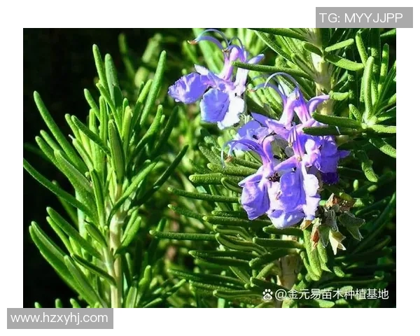 花卉种植技巧全解析 提升绿植生长质量和观赏价值的实用方法